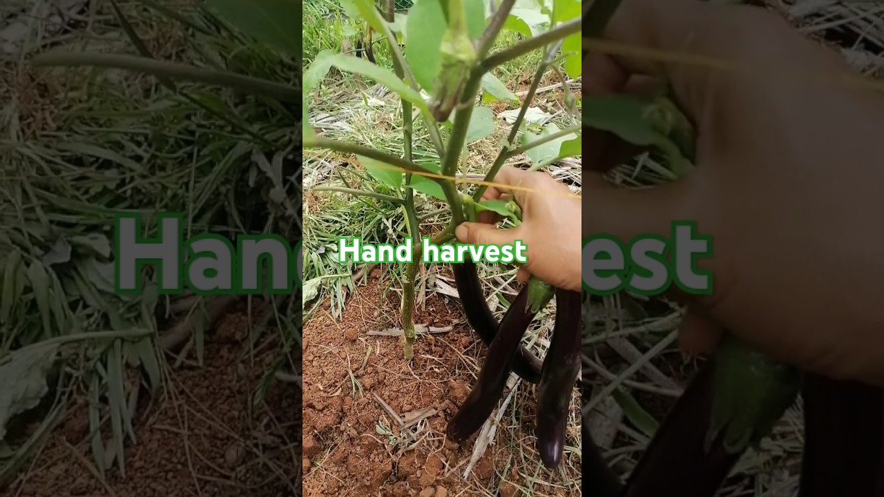 Without harvesting tools, no problem. I can harvest it with my nails 