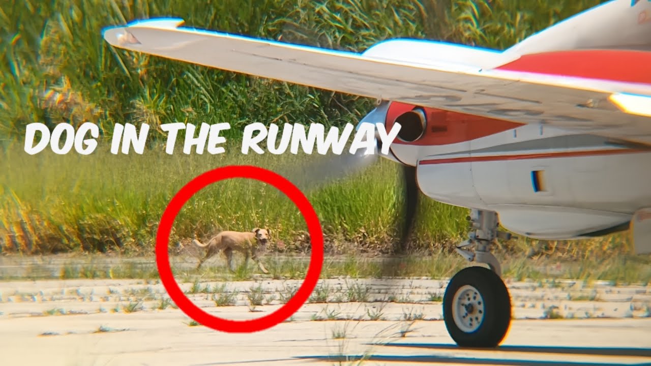 !!Dog invades the runway of the Mérida airport when a plane is about to