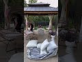 DIY Backyard Makeover | Sunjoy 11 x 13 DIY Wood Gazebo Installation #shorts #gazebo #diyprojects