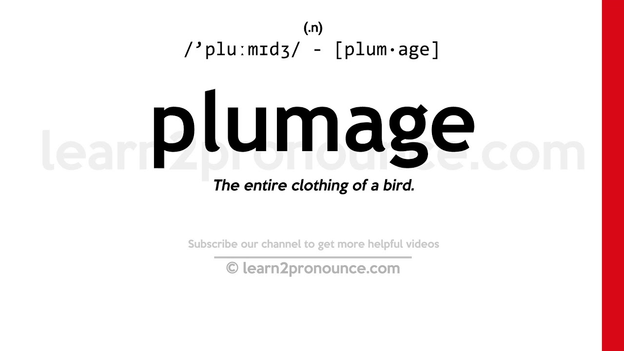 Pronunciation of Plumage Definition of Plumage YouTube