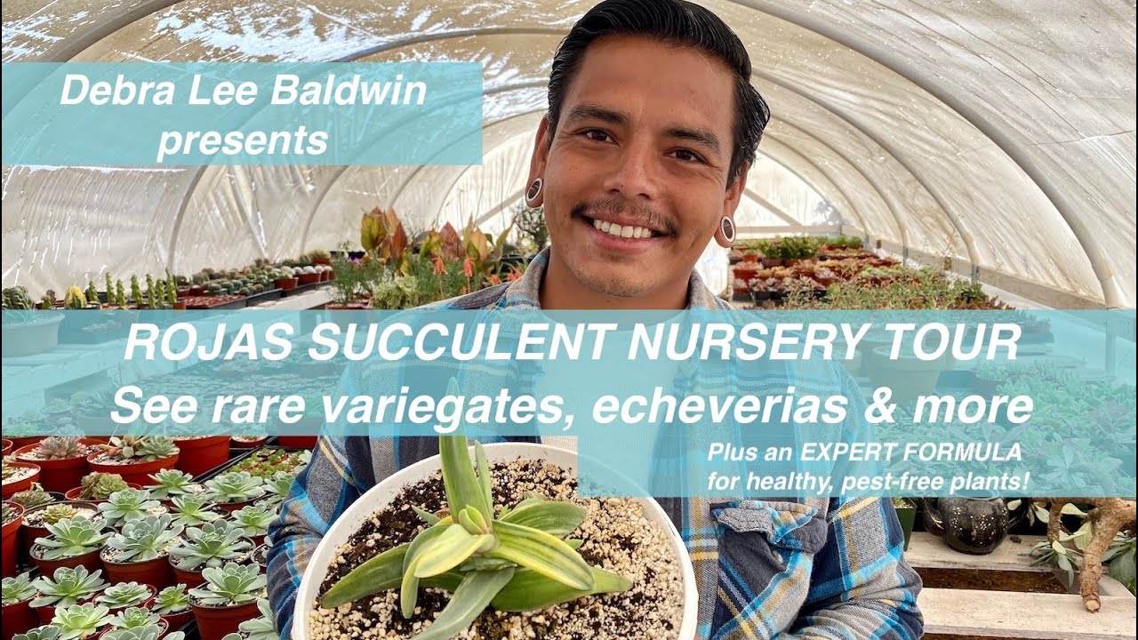 Rojas Succulents Nursery Tour: Echeverias, Aeoniums, Rare Variegates & Rosalina's Watering Formula