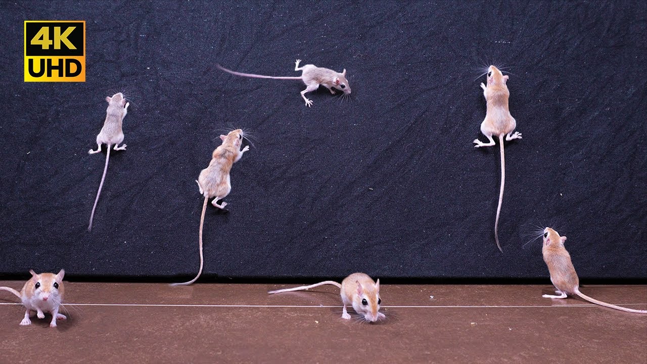 Cat TV Game, Real  Mice Climbing Cloth with Scratching Sound & Playful Action for cats & Puppies