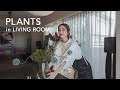 【インテリア】癒しの緑　ルームツアーしながら自宅の観葉植物を紹介！
