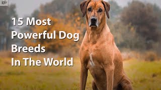15 Most Powerful Dog Breeds In The World by Samantha's Animal Facts 86 views 3 years ago 6 minutes, 45 seconds