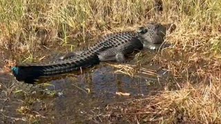 Okafanokee Adventures- Private Swamp Tour. Alligators, American Bittern 