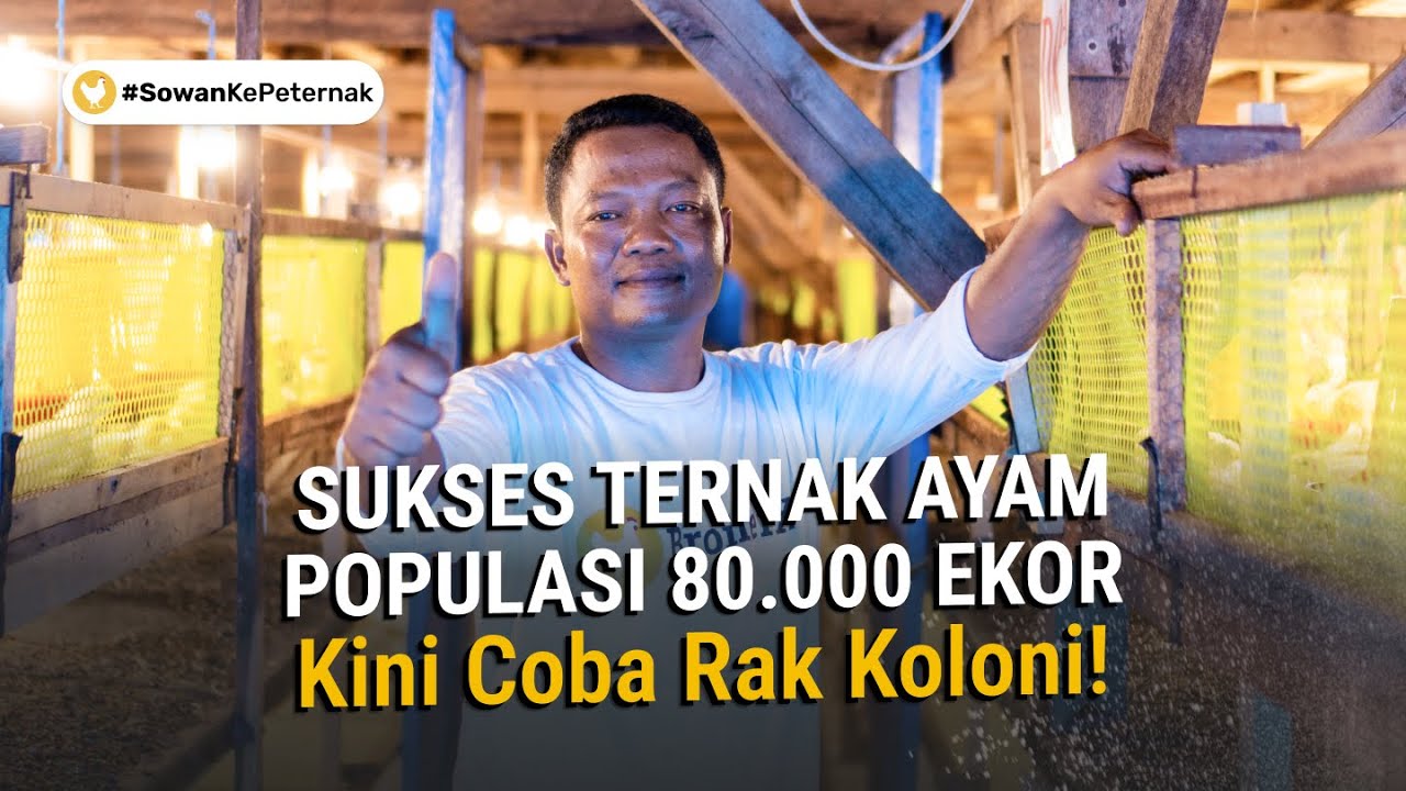 Kisah Sukses Peternak Lampung! Lebih Menjanjikan Beralih ke Kandang Ayam Rak Koloni
