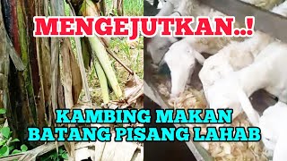 Bukti.! 3 kumpulan kambing makan batang pisang lahab tanpa ngarit, T3HCS