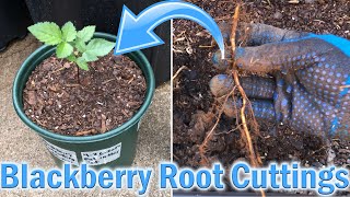 How to Grow Blackberries - Root Cuttings