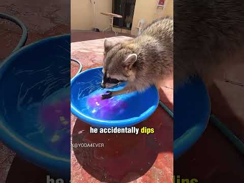 Raccoon’s Hilarious Reaction