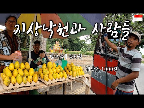 🇲🇨 망고 100원?🫣 지상낙원에는 그에 어울리는 사람들이 산다 - 사모시르 인도네시아