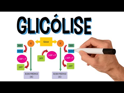 Vídeo: Durante a combustão da glicose quais produtos são formados?