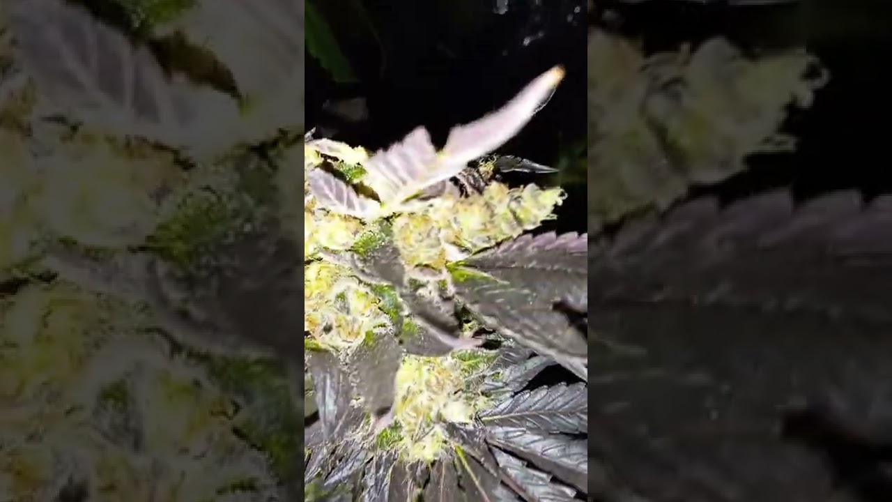 Chocolope,Wedding Cake,Cheese