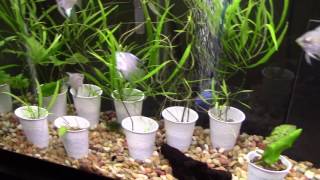 How to spot the beginning of an angelfish pair