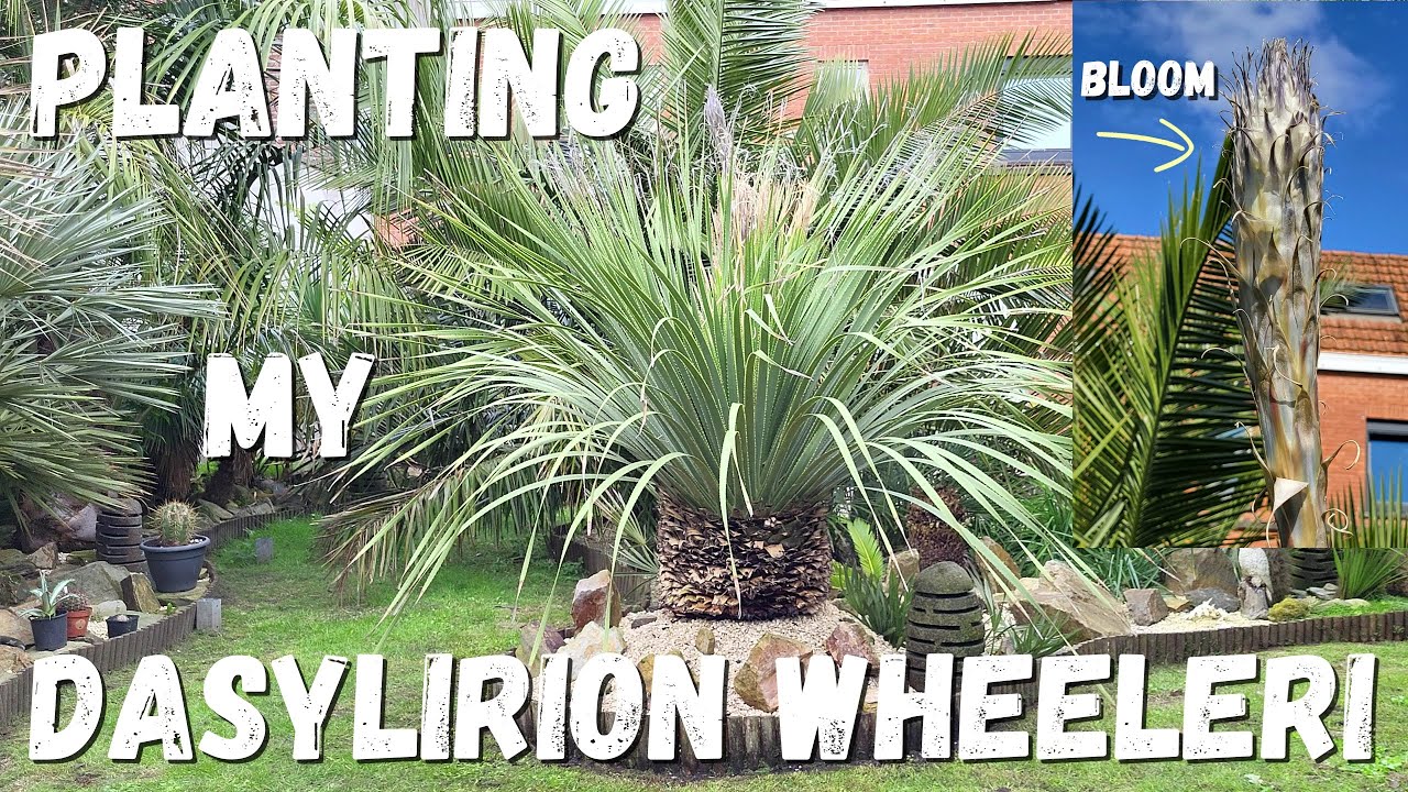 Planting my Dasylirion wheeleri (2024)