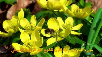 من اجمل التلاوات لسورة لقمان برواية قالون للشيخ عبد الرشيد الصوفي