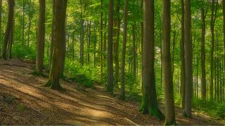 🌳 4K - Relaxing Nature Sounds For Stress Relief, Forest Sounds, Bird Song, No AI