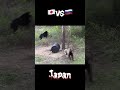 Different ways to deal with bears Japan vs. Russia #japan #russia