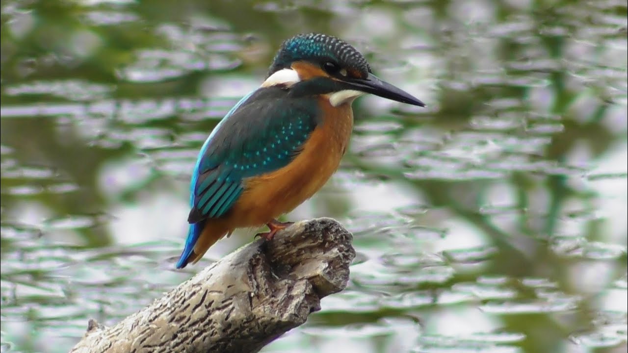 Зимородок ( Alcedo atthis )