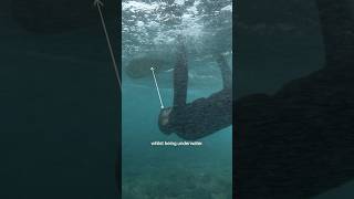 How to turtle roll through waves? #surfing