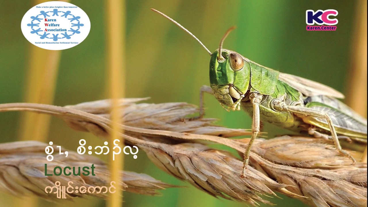 Karen Vocabulary Episode 28 Karen Insect Part 1 - YouTube