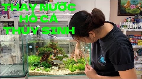 Chia sẻ cách thay nước hồ cá thủy sinh