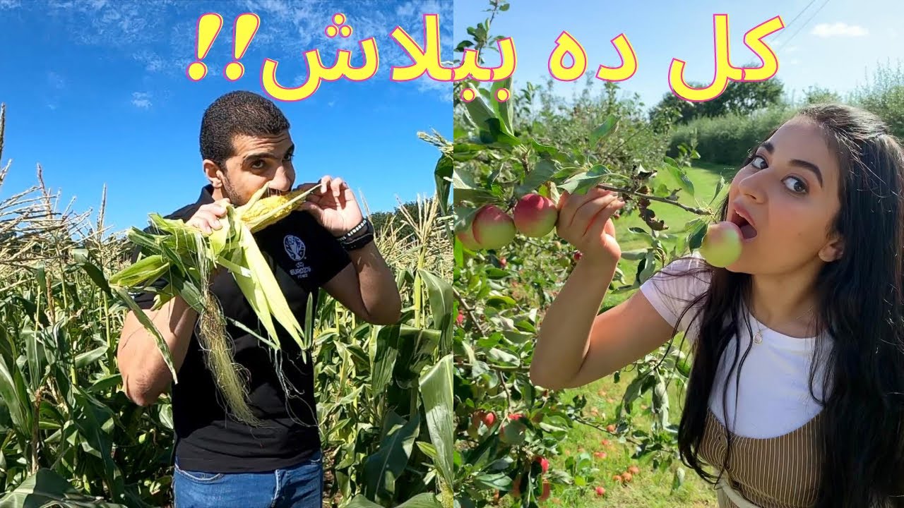 pick up your own fruit || مزارع إقطف فاكهتك بنفسك