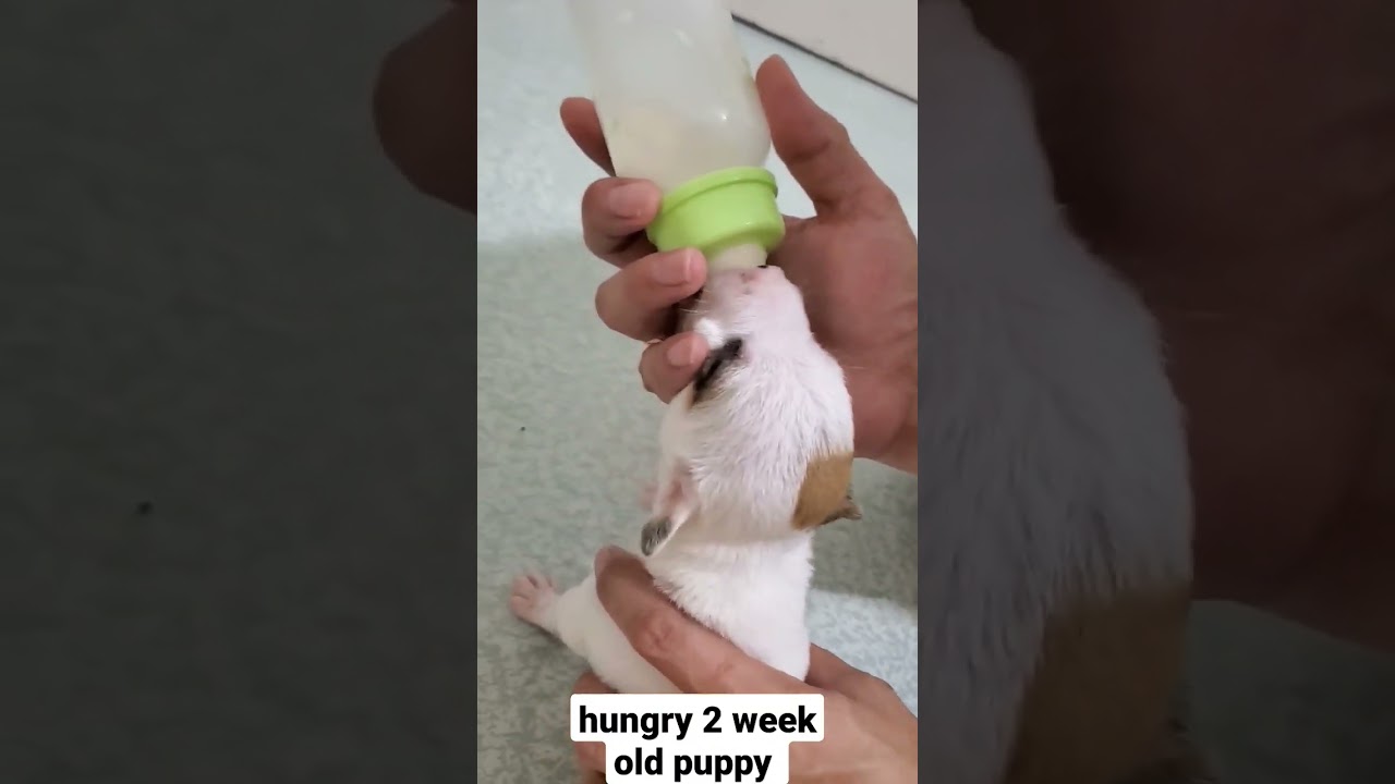 very hungry 2 week old puppy bottle feeding