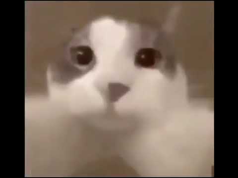 canal muerto