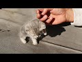 Cute kitten plays with man.