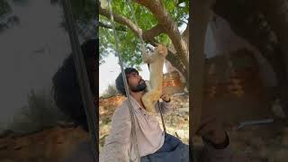🐒✅🥰🥰#monkey #minivlog #shortsvideo #viral #vlog #petlover #truckdriver