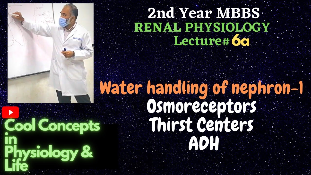 6a. Water handling 1 Osmoreceptors Thirst centers ADH Guyton