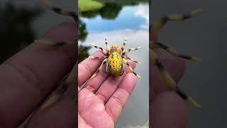The phantom spider #fishingvideos #urbanfloridafishing #phantomspider #fishinglure #topwaterlure Profile