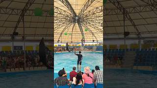 Pattaya Dolphinarium 1 Dolphin Show in Asia 