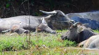 Very Adorable BUFFALO Family Sleeping in the Mud...nary nara ep178
