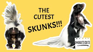 The Cutest Skunks!!!