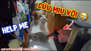 SU XÍ XỌN AND BÔNG BÉ BỎNG HELP MIU MŨM MĨM GET OUT OF THE WIRE | CHÚ CHÓ ĐI HAI CHÂN