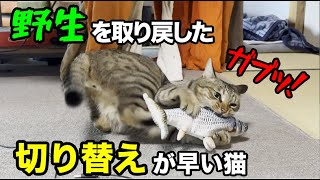 攻撃の切り替えが早いキジトラと頑丈な魚