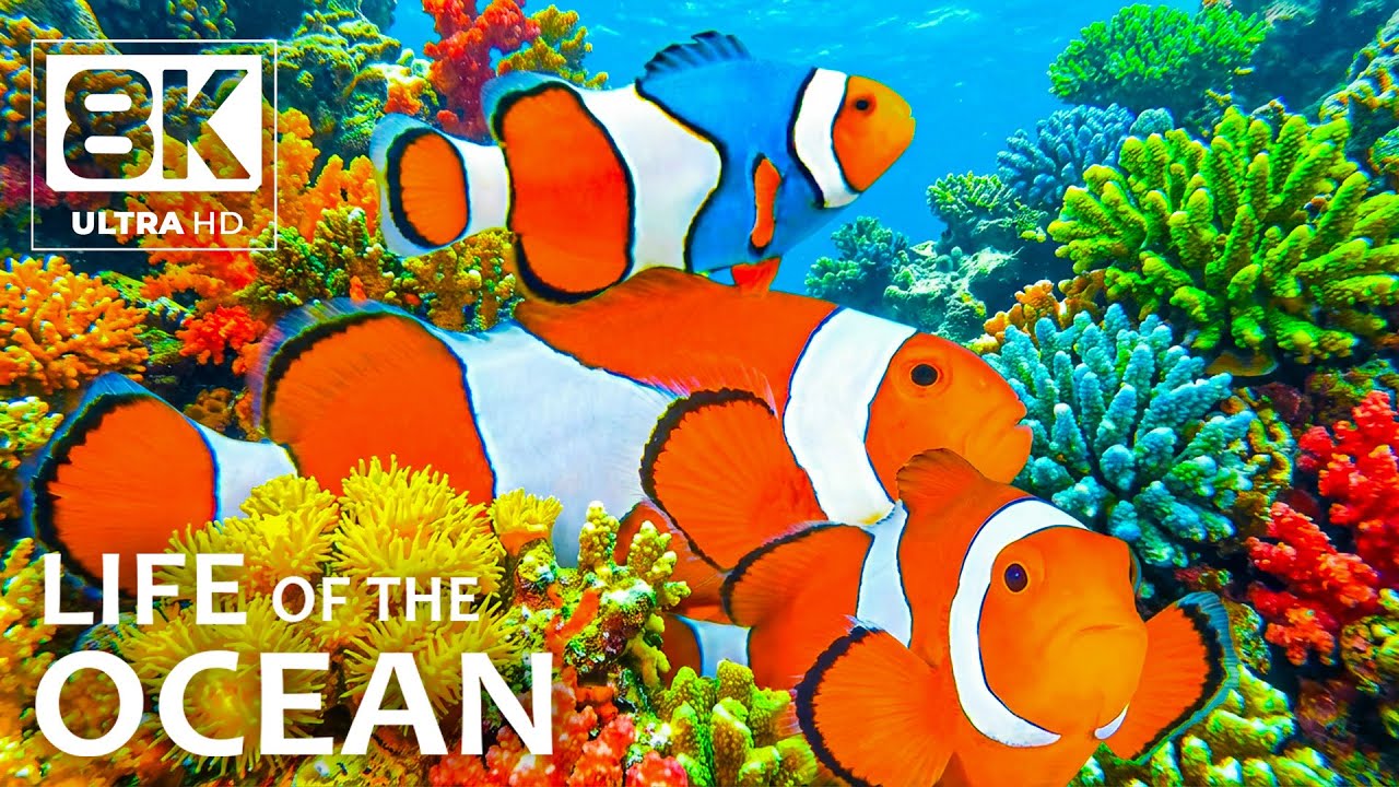 8K ULTRA HD Ocean Aquarium Life – Stunning Sea Animals, Coral Reefs & Relaxing Music