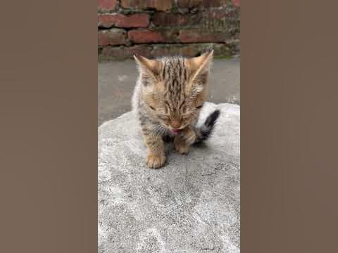 [認養/新竹］竹北虎斑幼貓