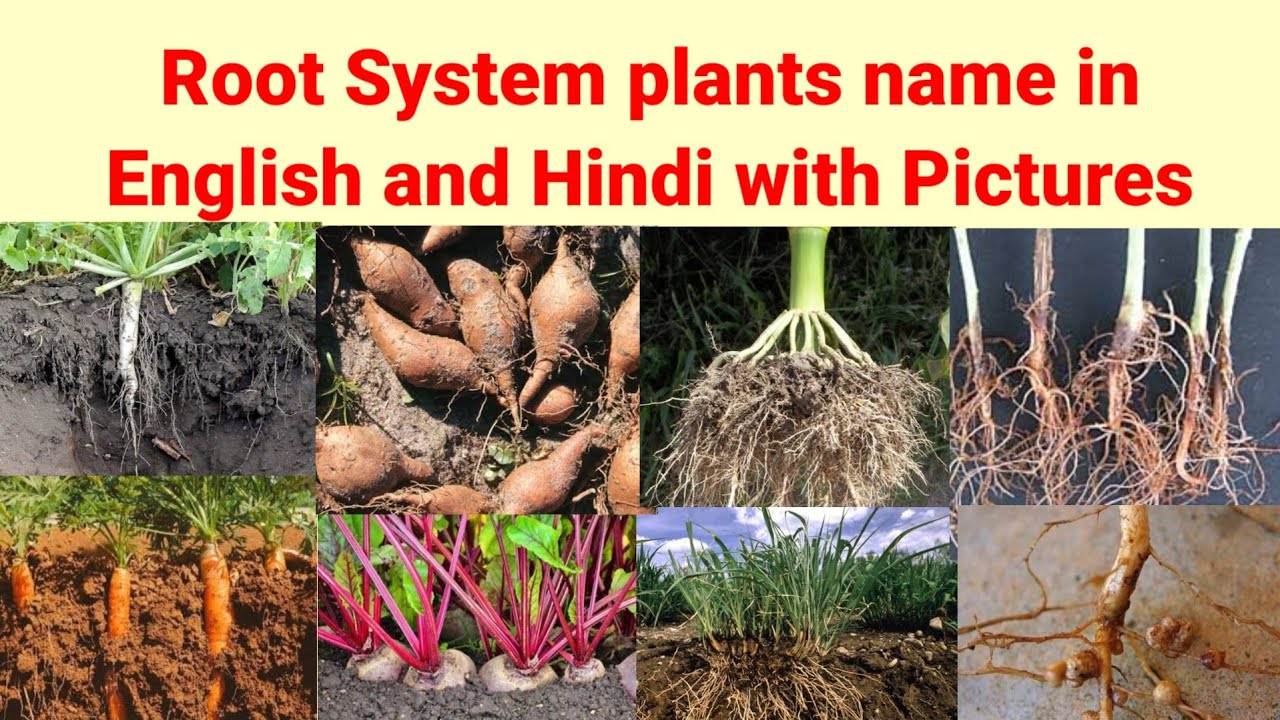 Root System Plants Name In English And Hindi With Pictures Examples Of new-logo-editing-name-with-pic-trendinglogo-trendingvideo-new-style