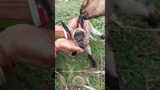 Anokha Bakri ka baccha #goat #farming #shorts #trending #viralvideo