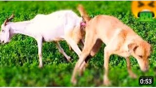 Download Lagu Guy Comes Home From Work With A Stray Dog |The Dodoo🥰,vux MP3 Download Lagu Guy Comes Home From Work With A Stray Dog |The Dodoo🥰,vux MP3