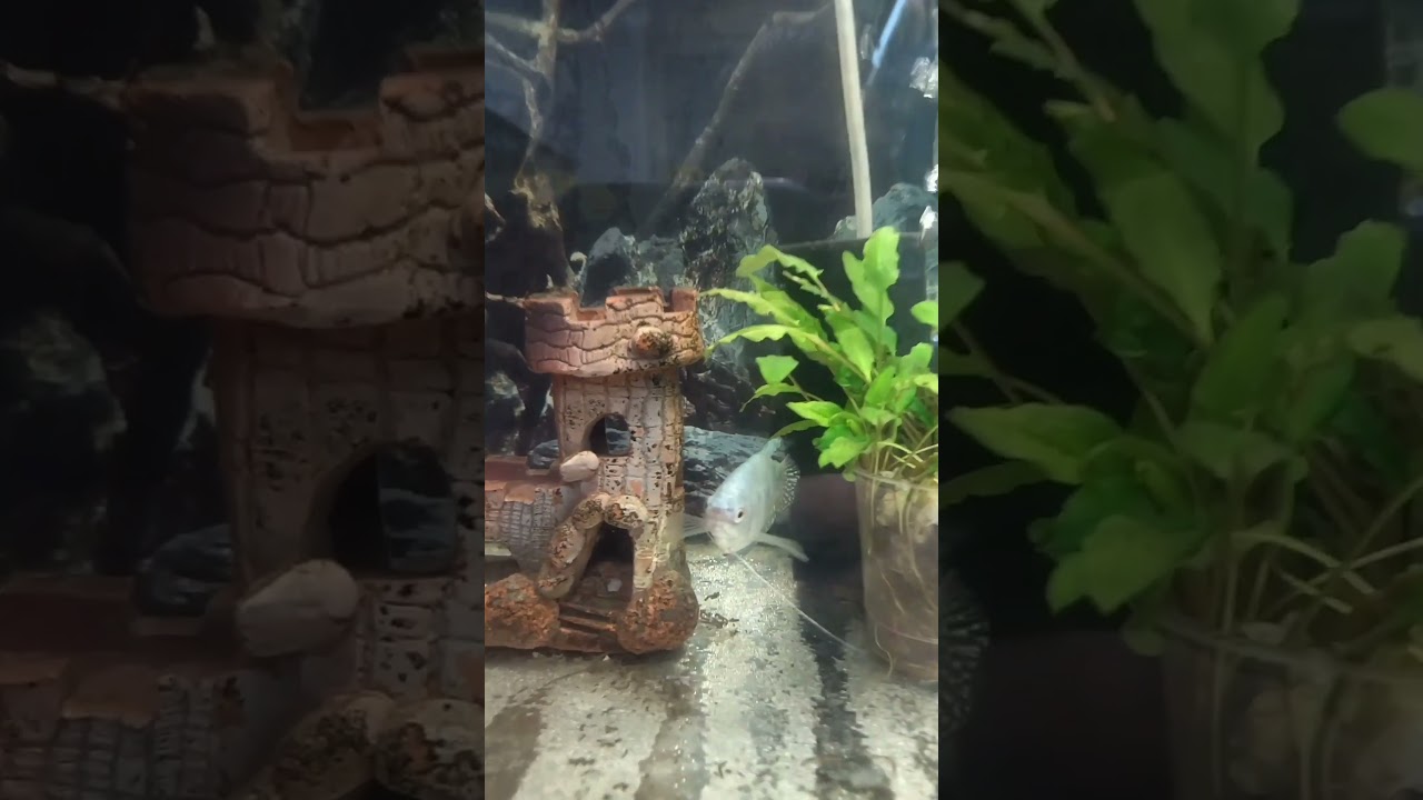 Гурами перестали стесняться. 