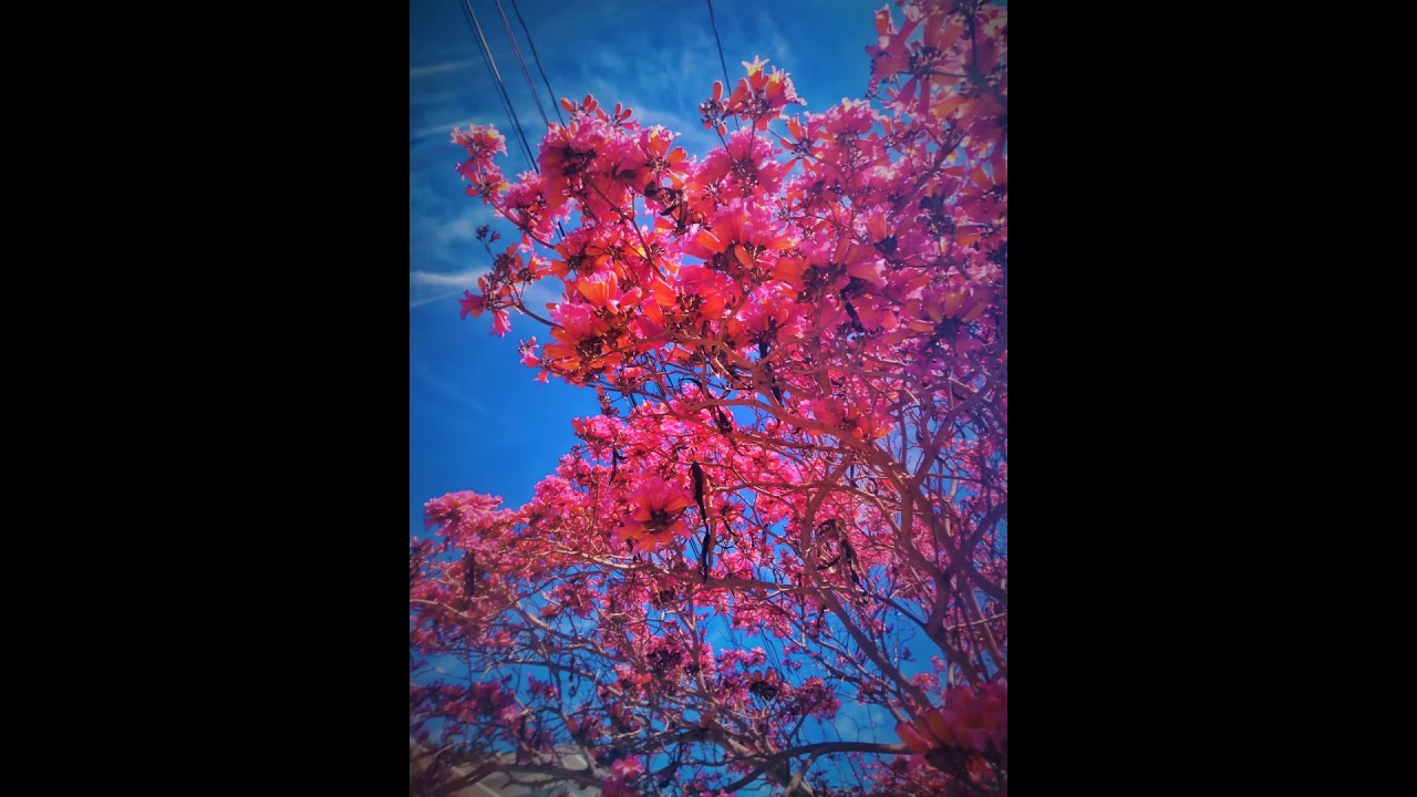 Prophesized - Joe Summers