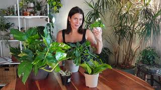 Take Care of my New Plants: cleaning, repotting, & resetting (they needed it)
