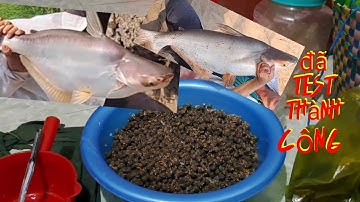 Mòi câu ca tra sông// chia sẽ bài mòi lên toàn hugo anh em thao khảo nhé @phong buntau