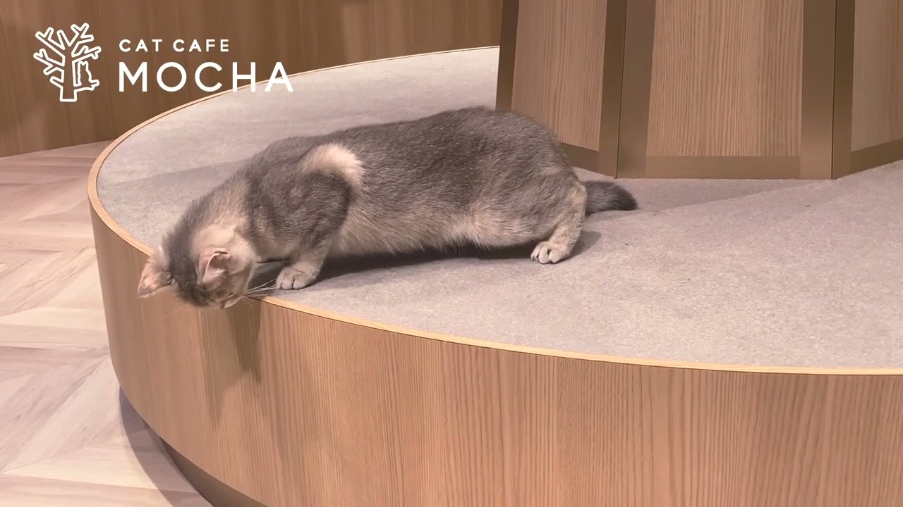 吉祥寺店｜猫カフェ MOCHA(モカ)