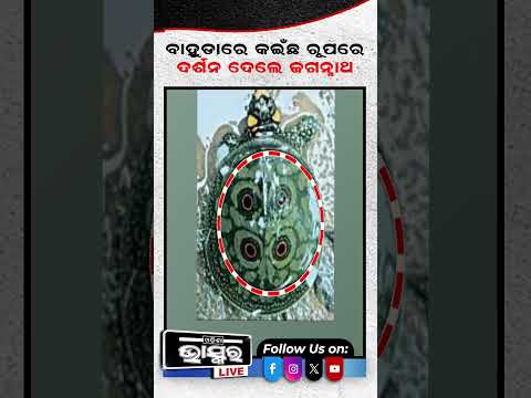 ବାହୁଡ଼ାରେ କଇଁଛ ରୂପରେ ଦର୍ଶନ ଦେଲେ ମହାପ୍ରଭୁ...  #odishabhaskar