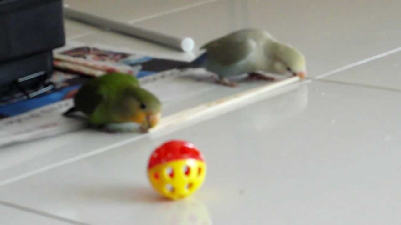 Love birds playing with chopsticks YouTube