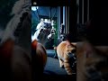 Moonlit Valor: A Whisker’s Love Story #cat #貓咪日常 #catshorts #lovestory #cute